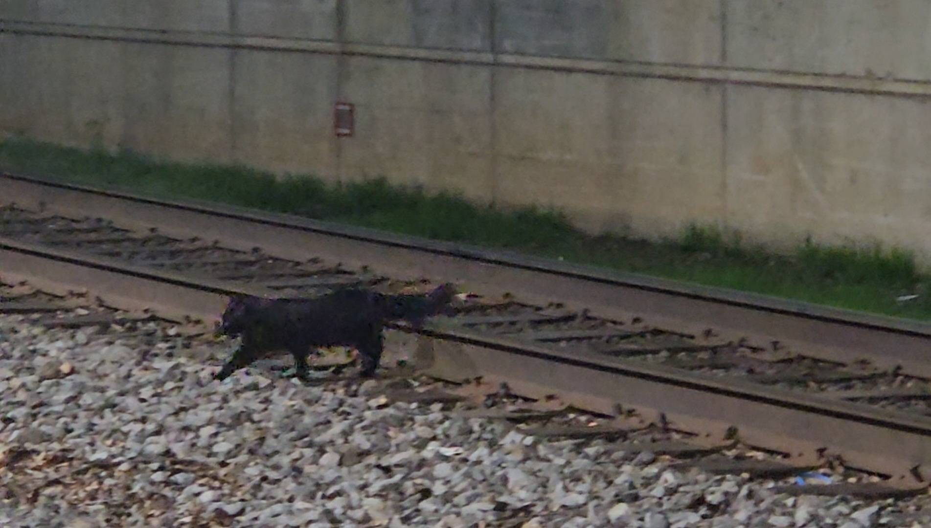 kitty on the tracks